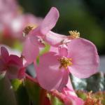 roze cvet