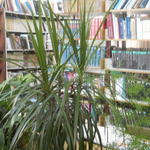 Čitaonica u biblioteci Kučevo Nikola Sikimić - Maksim